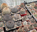 Нажмите на изображение для увеличения.

Название:	gro_pyrrhocactus.jpg
Просмотров:	170
Размер:	193.9 Кб
ID:	325695