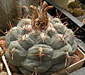 Нажмите на изображение для увеличения.

Название:	vs_thelocactus_hexaedrophor.jpg
Просмотров:	367
Размер:	105.6 Кб
ID:	325701