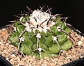 Нажмите на изображение для увеличения.

Название:	Discocactus_chrystallophilus_HU582_IMG_7310.jpg
Просмотров:	339
Размер:	214.0 Кб
ID:	325703