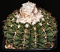 Нажмите на изображение для увеличения.

Название:	Discocactus_heptacanthus_mammulosus_2005_IMG_7319.jpg
Просмотров:	362
Размер:	172.4 Кб
ID:	325704