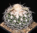 Нажмите на изображение для увеличения.

Название:	Discocactus_zehntneri_ssp_albispinus_2005_IMG_7316.jpg
Просмотров:	329
Размер:	202.6 Кб
ID:	325708
