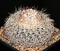 Нажмите на изображение для увеличения.

Название:	Discocactus_zehntneri_ssp_araneispinus_HU440_IMG_7313.jpg
Просмотров:	376
Размер:	218.5 Кб
ID:	325709