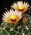 Нажмите на изображение для увеличения.

Название:	Ferocactus_horridus_IMG_7363.jpg
Просмотров:	129
Размер:	195.4 Кб
ID:	325724