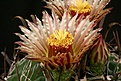 Нажмите на изображение для увеличения.

Название:	Ferocactus_horridus_IMG_7370.jpg
Просмотров:	142
Размер:	168.6 Кб
ID:	325725