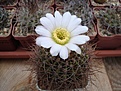 Нажмите на изображение для увеличения.

Название:	Acanthocalycium_violaceum.JPG
Просмотров:	116
Размер:	89.0 Кб
ID:	325746