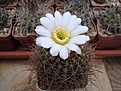 Нажмите на изображение для увеличения.

Название:	Acanthocalycium_violaceum.JPG
Просмотров:	97
Размер:	89.0 Кб
ID:	325746