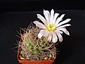 Нажмите на изображение для увеличения.

Название:	Acanthocalycium_violaceum.JPG
Просмотров:	122
Размер:	66.7 Кб
ID:	325747