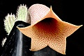 Нажмите на изображение для увеличения.

Название:	Tavaresia_grandiflora_IMG_7387.jpg
Просмотров:	217
Размер:	184.6 Кб
ID:	325753