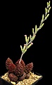 Нажмите на изображение для увеличения.

Название:	Adromischus_marianae_v_herrei_IMG_7400.jpg
Просмотров:	306
Размер:	47.7 Кб
ID:	325755