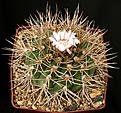 Нажмите на изображение для увеличения.

Название:	Gymnocalycium_eurypleurum_FR1178_IMG_7532.jpg
Просмотров:	94
Размер:	193.2 Кб
ID:	325756