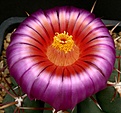 Нажмите на изображение для увеличения.

Название:	Thelocactus_heterochromus_IMG_7553.jpg
Просмотров:	104
Размер:	127.8 Кб
ID:	325760