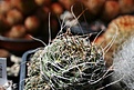 Нажмите на изображение для увеличения.

Название:	IMG_3872800x533.jpg
Просмотров:	158
Размер:	122.3 Кб
ID:	325777