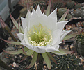 Нажмите на изображение для увеличения.

Название:	d3_echinopsis_ancistr.jpg
Просмотров:	145
Размер:	50.7 Кб
ID:	325789