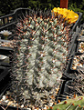 Нажмите на изображение для увеличения.

Название:	vs2_acanthocalycium_glaucum.jpg
Просмотров:	345
Размер:	103.6 Кб
ID:	325813