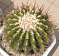 Нажмите на изображение для увеличения.

Название:	ferocactus.jpg
Просмотров:	351
Размер:	145.1 Кб
ID:	325816
