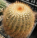 Нажмите на изображение для увеличения.

Название:	vs3_Notocactus.jpg
Просмотров:	267
Размер:	193.3 Кб
ID:	325842