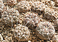 Нажмите на изображение для увеличения.

Название:	zd2_gymnocalycium.jpg
Просмотров:	160
Размер:	141.7 Кб
ID:	325846