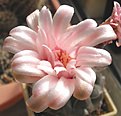 Нажмите на изображение для увеличения.

Название:	zd3_gymnocalycium.jpg
Просмотров:	164
Размер:	62.8 Кб
ID:	325847