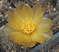 Нажмите на изображение для увеличения.

Название:	d21_pterocactus_tuberosus.jpg
Просмотров:	142
Размер:	57.7 Кб
ID:	325851