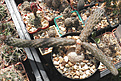 Нажмите на изображение для увеличения.

Название:	pterocactus_dd1.jpg
Просмотров:	162
Размер:	125.7 Кб
ID:	325896