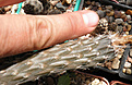 Нажмите на изображение для увеличения.

Название:	pterocactus_dd2.jpg
Просмотров:	163
Размер:	71.8 Кб
ID:	325897