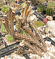 Нажмите на изображение для увеличения.

Название:	pterocactus_vik1.jpg
Просмотров:	152
Размер:	202.2 Кб
ID:	325898