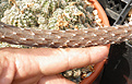 Нажмите на изображение для увеличения.

Название:	pterocactus_vik2.jpg
Просмотров:	156
Размер:	85.5 Кб
ID:	325899