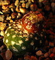 Нажмите на изображение для увеличения.

Название:	Blossfeldia sp. KK-2012, Bolivia Villa Serono, 2200m.-.JPG
Просмотров:	232
Размер:	280.2 Кб
ID:	325945