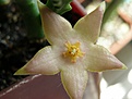 Нажмите на изображение для увеличения.

Название:	Stapeliadivaricata.JPG
Просмотров:	285
Размер:	123.3 Кб
ID:	325951