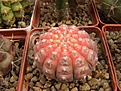 Нажмите на изображение для увеличения.

Название:	Gymn. ragonesii pink.jpg
Просмотров:	150
Размер:	104.8 Кб
ID:	325967