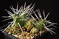 Нажмите на изображение для увеличения.

Название:	Maihueniopsis_glomerata_DJF177_IMG_7708.jpg
Просмотров:	215
Размер:	199.1 Кб
ID:	325990