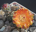 Нажмите на изображение для увеличения.

Название:	d13_opuntia_sp.jpg
Просмотров:	117
Размер:	55.5 Кб
ID:	326006