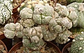 Нажмите на изображение для увеличения.

Название:	Astrophytum myriostigma.jpg
Просмотров:	554
Размер:	91.0 Кб
ID:	326058