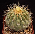 Нажмите на изображение для увеличения.

Название:	Copiapoa_cinerea_v_gigantea_haseltoniana_IMG_7762.jpg
Просмотров:	526
Размер:	156.7 Кб
ID:	326143