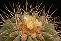 Нажмите на изображение для увеличения.

Название:	Copiapoa_cinerea_v_gigantea_haseltoniana_IMG_7767.jpg
Просмотров:	439
Размер:	192.8 Кб
ID:	326144