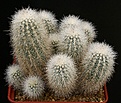 Нажмите на изображение для увеличения.

Название:	Echinocereus_nivosus_IMG_7900.jpg
Просмотров:	146
Размер:	251.1 Кб
ID:	326175