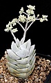 Нажмите на изображение для увеличения.

Название:	Crassula_deceptor_IMG_7979.jpg
Просмотров:	315
Размер:	85.2 Кб
ID:	326176