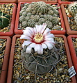 Нажмите на изображение для увеличения.

Название:	Gymnocalycium_bozsingianum_VG246.jpg
Просмотров:	148
Размер:	136.5 Кб
ID:	326280