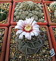 Нажмите на изображение для увеличения.

Название:	Gymnocalycium_bozsingianum_VG246.jpg
Просмотров:	129
Размер:	136.5 Кб
ID:	326280