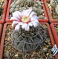 Нажмите на изображение для увеличения.

Название:	Gymnocalycium_bozsingianum_VG246_x.jpg
Просмотров:	122
Размер:	153.3 Кб
ID:	326281