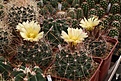 Нажмите на изображение для увеличения.

Название:	Ferocactus_hamatacanthus_SB393_IMG_8066.jpg
Просмотров:	133
Размер:	298.6 Кб
ID:	326297