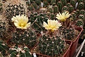 Нажмите на изображение для увеличения.

Название:	Ferocactus_hamatacanthus_SB393_IMG_8066.jpg
Просмотров:	121
Размер:	298.6 Кб
ID:	326297