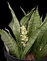 Нажмите на изображение для увеличения.

Название:	Sansevieria_trifasciata_cv_Silver_Queen_IMG_8085.jpg
Просмотров:	199
Размер:	104.9 Кб
ID:	326303