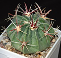 Нажмите на изображение для увеличения.

Название:	Ferocactus_latispinus_PP236_5.JPG
Просмотров:	123
Размер:	222.0 Кб
ID:	326459