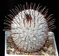 Нажмите на изображение для увеличения.

Название:	Mammillaria_perezdelarosae_257_5.JPG
Просмотров:	139
Размер:	234.4 Кб
ID:	326461