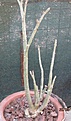 Нажмите на изображение для увеличения.

Название:	Adenium20.08.12.jpg
Просмотров:	217
Размер:	99.9 Кб
ID:	326493