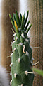 Нажмите на изображение для увеличения.

Название:	Austrocylindropuntia_sabulata.jpg
Просмотров:	128
Размер:	144.9 Кб
ID:	326495