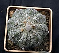 Нажмите на изображение для увеличения.

Название:	Astrophytum Niv2AsCoCap_6.12.JPG
Просмотров:	117
Размер:	157.6 Кб
ID:	326514