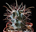 Нажмите на изображение для увеличения.

Название:	Glandulicactus wrightii.jpg
Просмотров:	163
Размер:	83.6 Кб
ID:	326554
