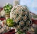 Нажмите на изображение для увеличения.

Название:	Mammillaria theresae f.albiflora.jpg
Просмотров:	130
Размер:	164.8 Кб
ID:	326568